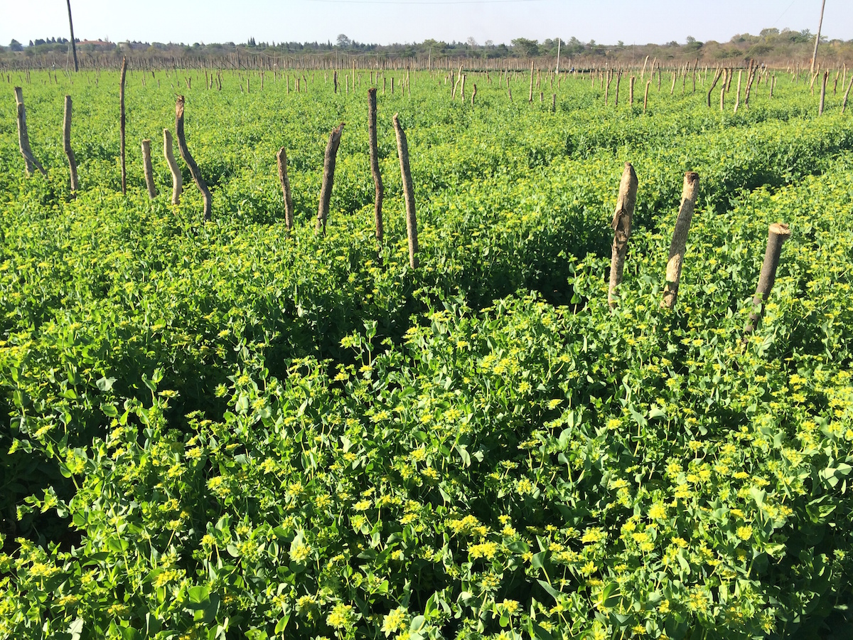 Bupleurum