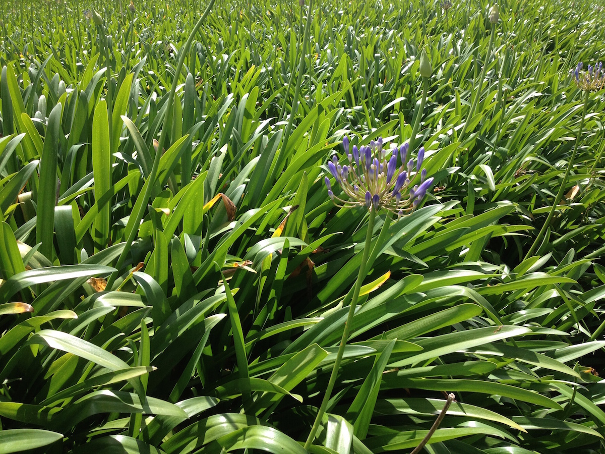 Agapanthus