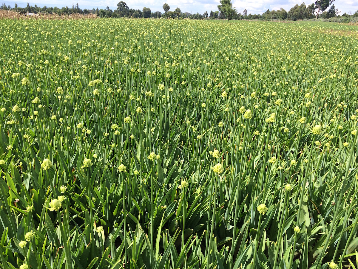 Arabicum