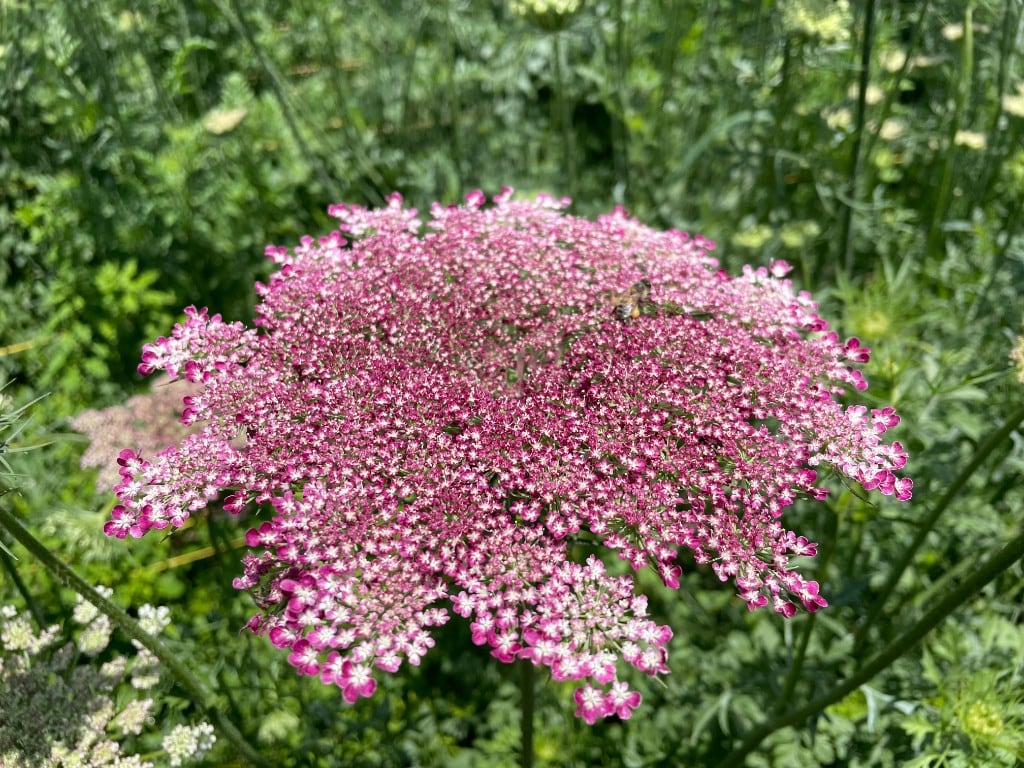 Daucus Carota