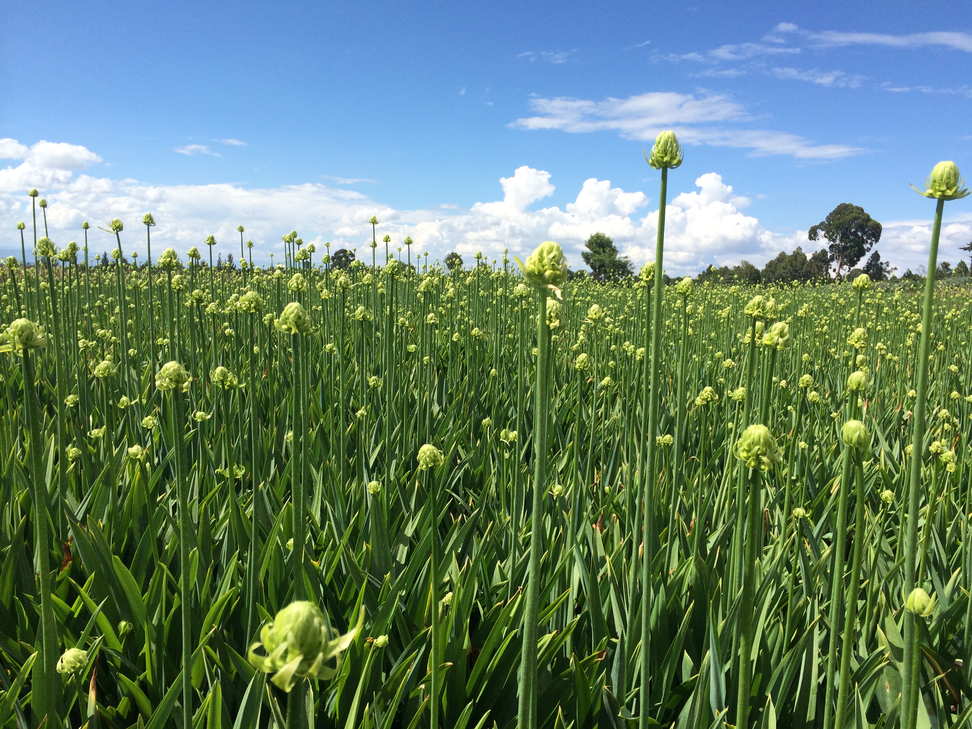 Bloemenveld