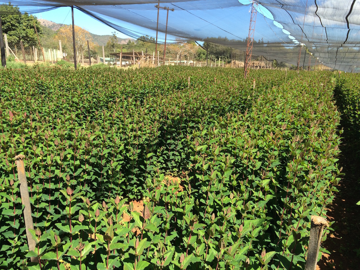 Hypericum M. Lemon