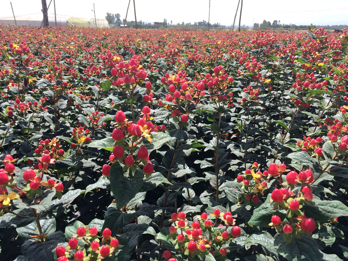 Hypericum mix 1