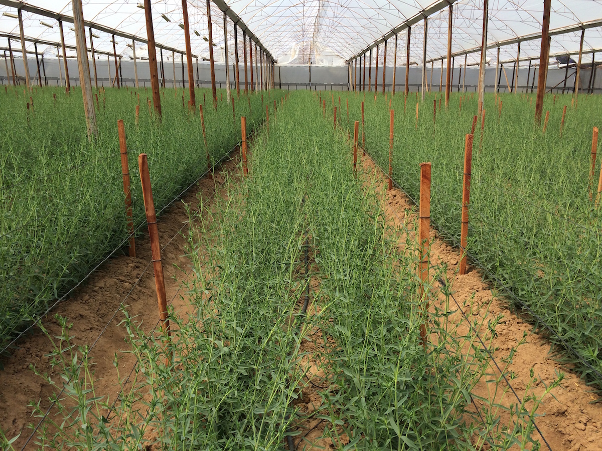 Solidago Tara Gold
